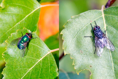2 flies on Silver Birch 2 flies on Silver Birch