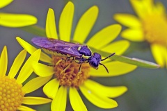 Broadbar Clover Sawfly [Tenthredo notha]