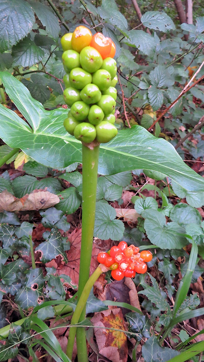 Cuckoo-pint [Arum maculatum]