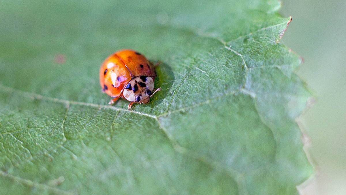 Harlequin Ladybird [Harmonia axyridis]