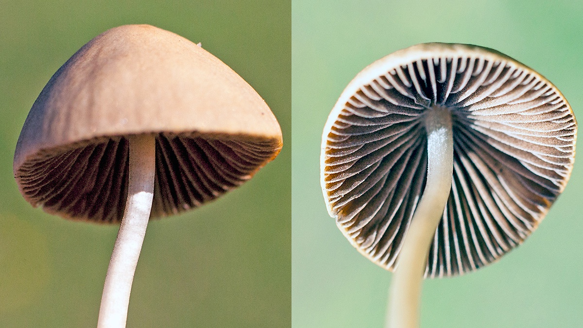mottlegill [Panaeolus? sp.]