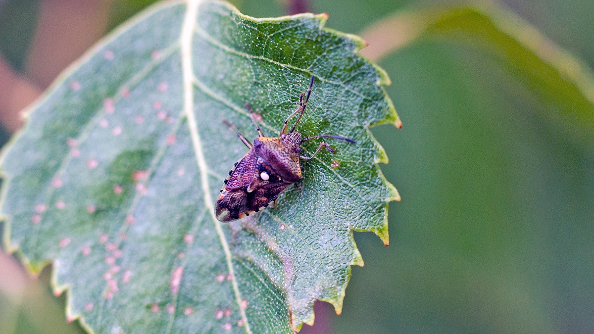 Parent Bug [Elasmucha grisea]