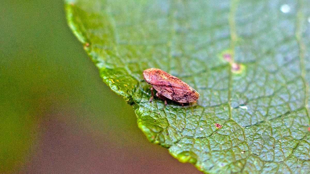 Common (or Meadow) Froghopper [Philaenus spumarius]