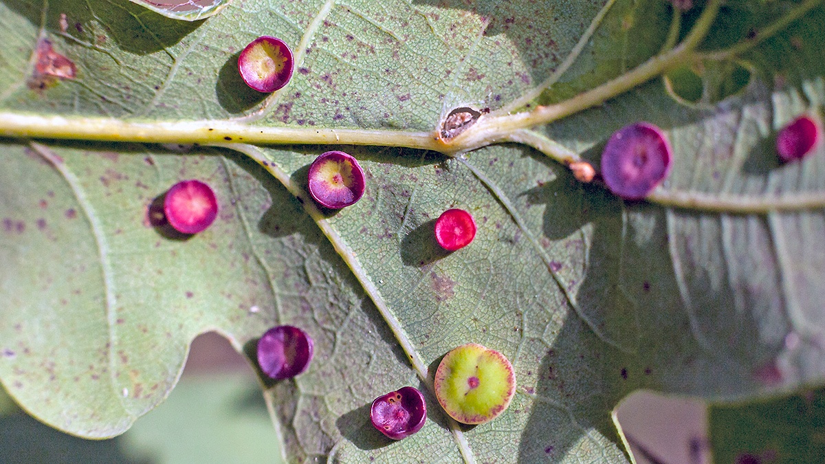 Smooth Spangle Gall Wasp [Neuroterus albipes f. agamic]