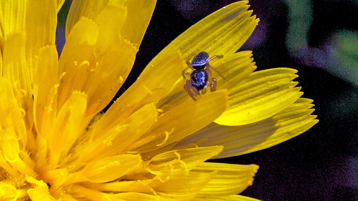 Common Sun-jumper [Heliophanus flavipes]