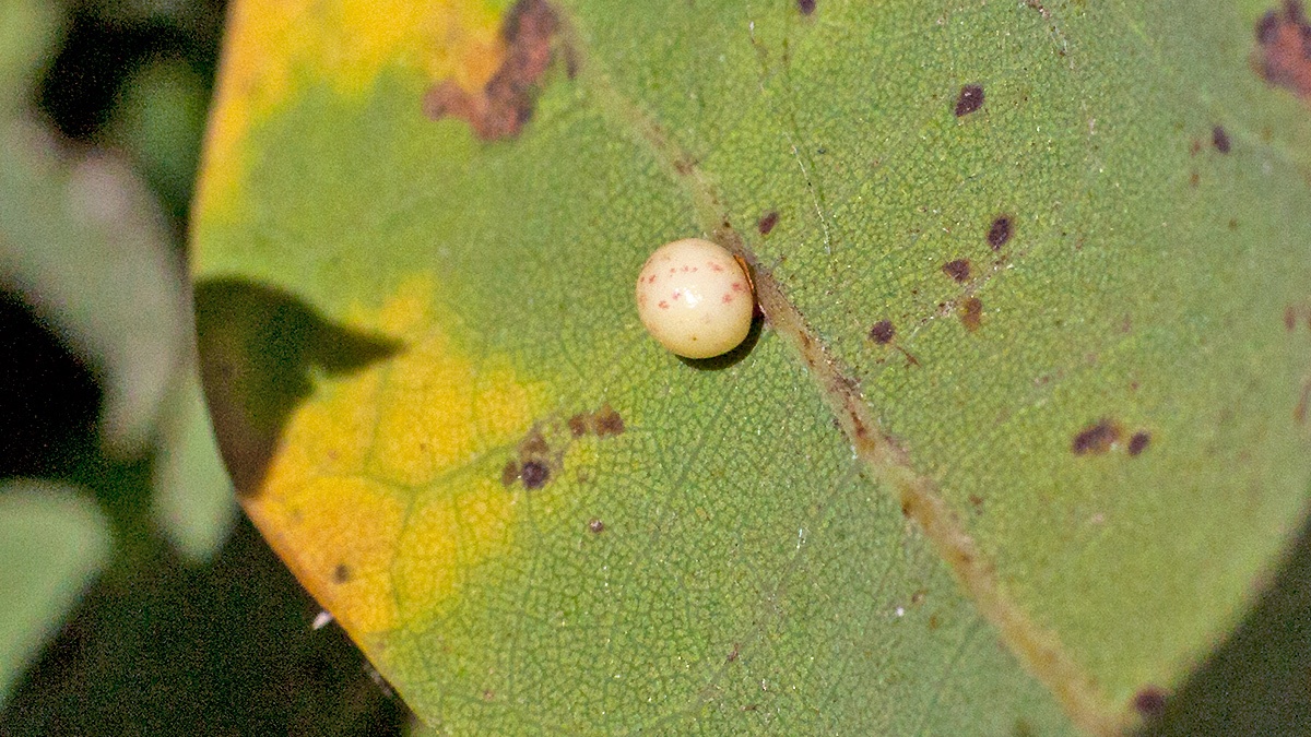 Oyster Gall Wasp [Neuroterus anthracinus  f. agamic]