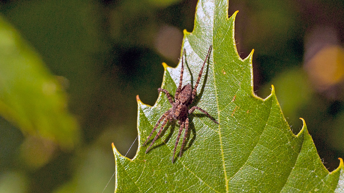 Spotted Wolf Spider [Pardosa amentata]