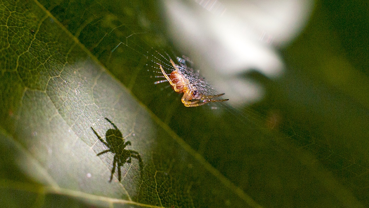 Spider silhouetted on a leaf