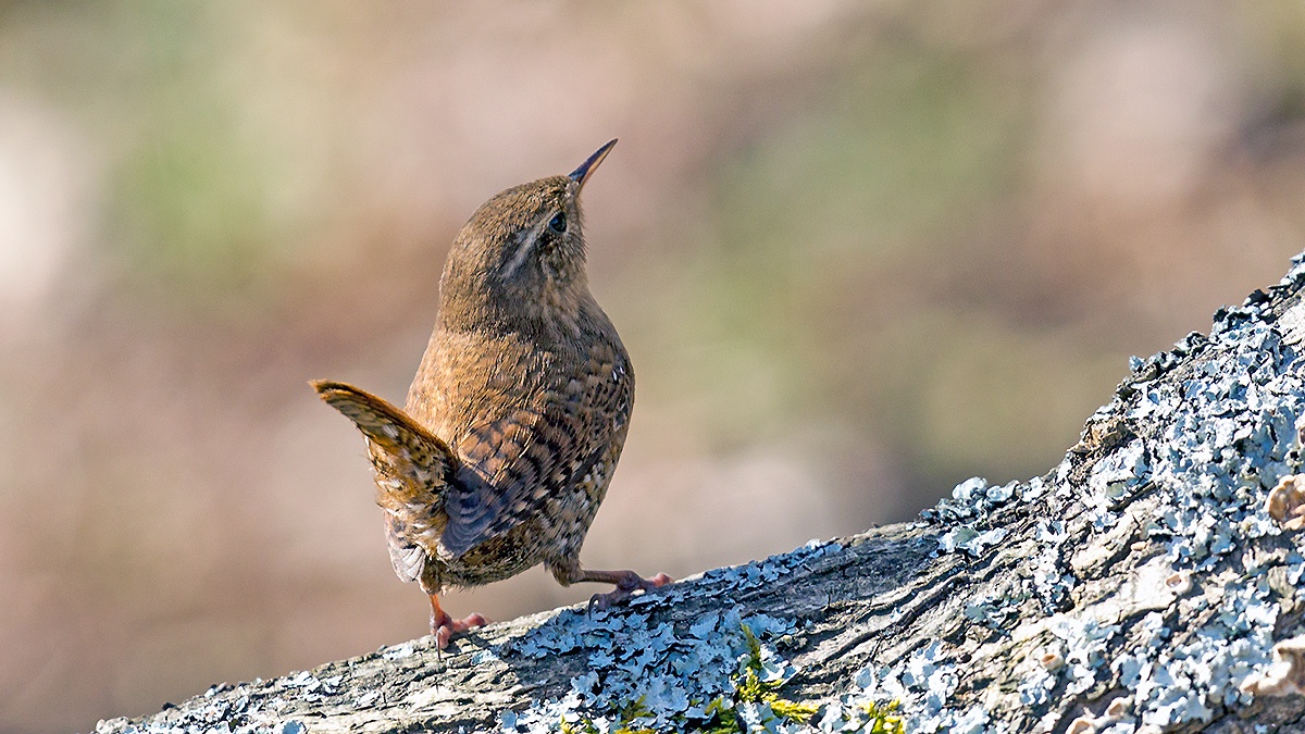 Eurasian Wren [Troglodytes troglodytes indigenus]