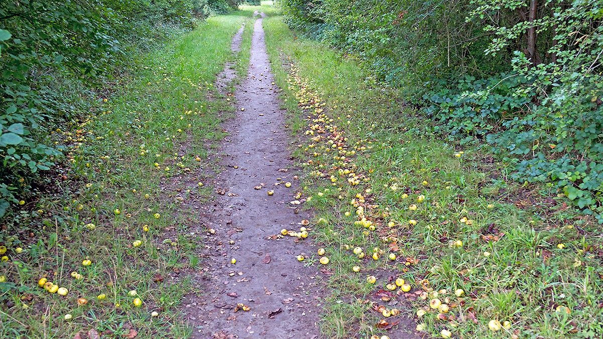 Apples [Malus sp.]