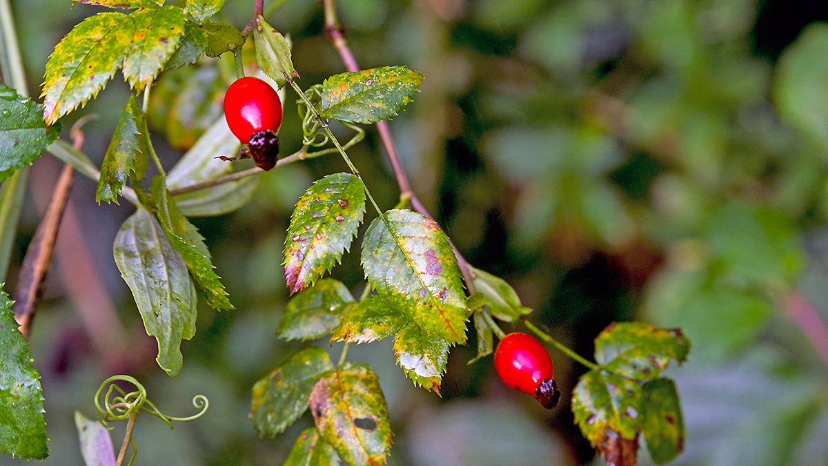 Dog Rose [Rosa canina]