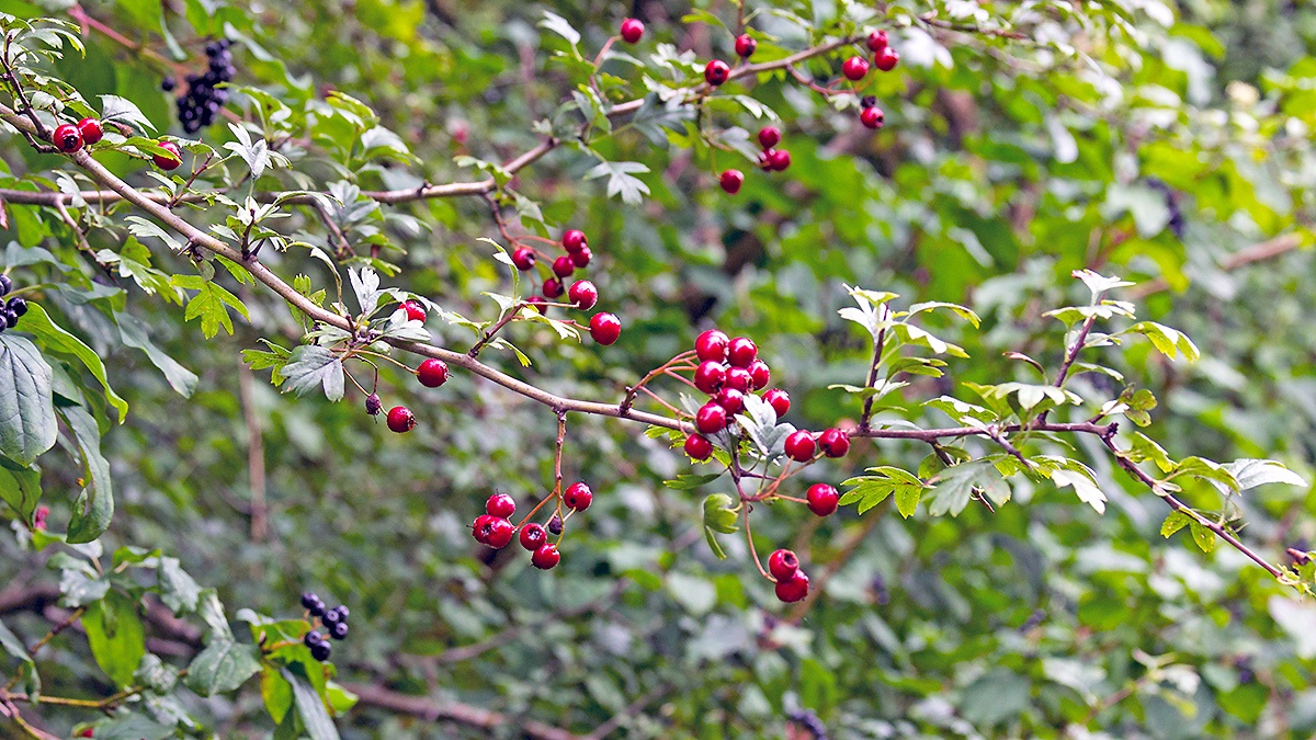 Common Hawthorn [Crataegus monogyna]