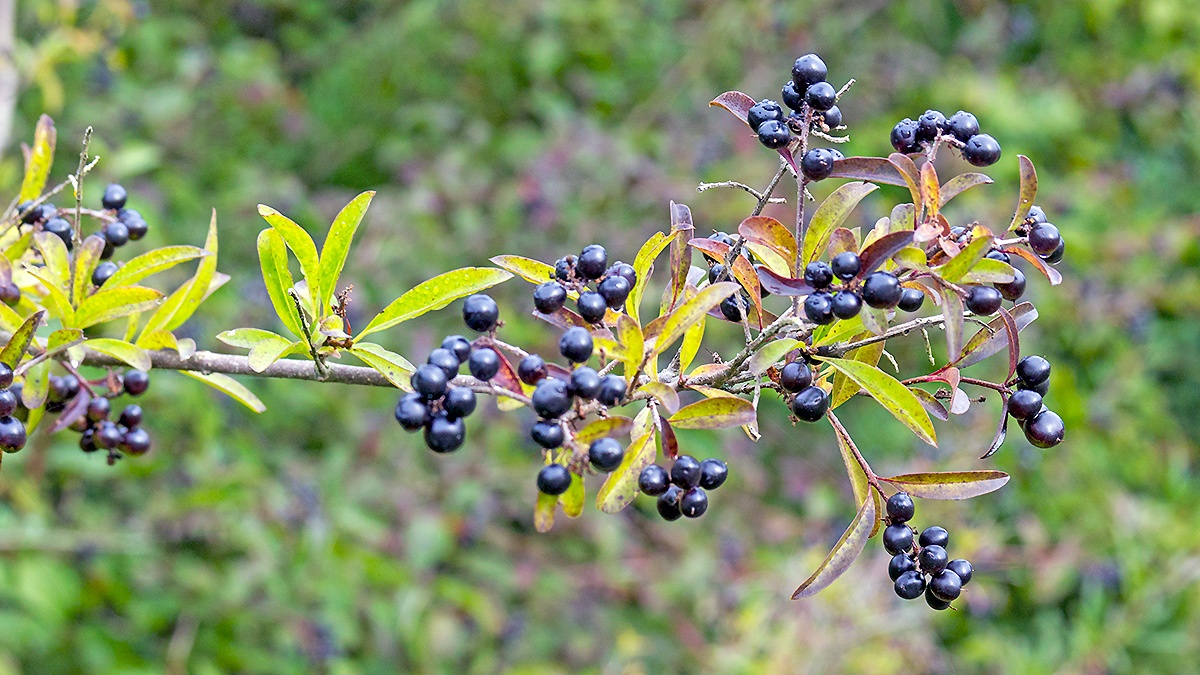 European Privet [Ligustrum vulgare]