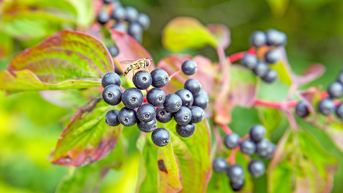 Common Dogwood [Cornus sanguinea]