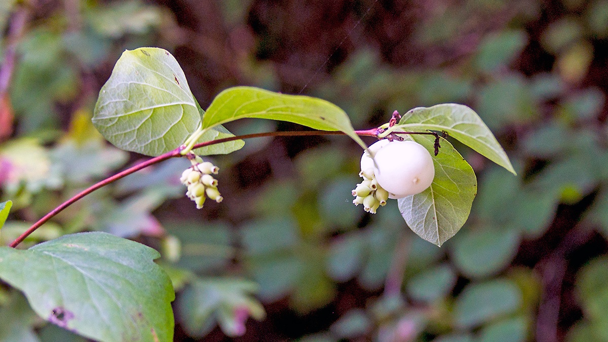 Common Snowberry [Symphoricarpos albus]