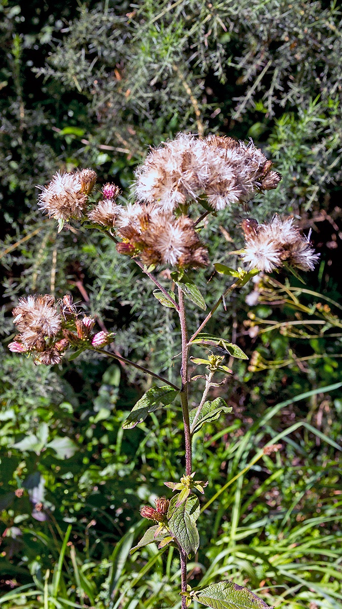 Ploughman's Spikenard [Pentanema squarrosum]