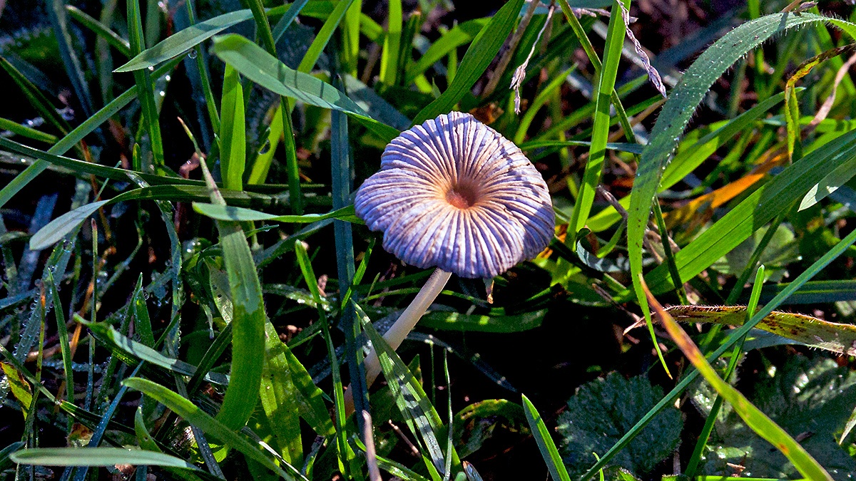 Pleated Inkcap [Parasola plicatilis?]