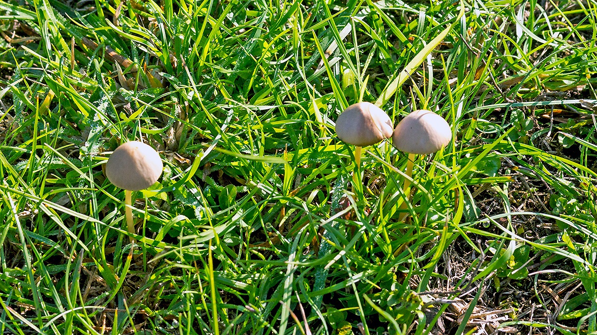mottlegills [Panaeolus? sp.]