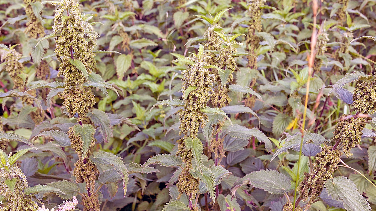 Stinging Nettle [Urtica dioica]