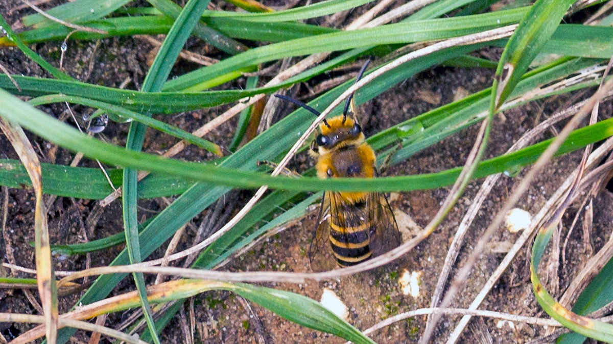 Ivy Bee [Colletes hederae]