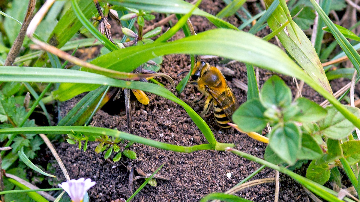 Ivy Bee [Colletes hederae]