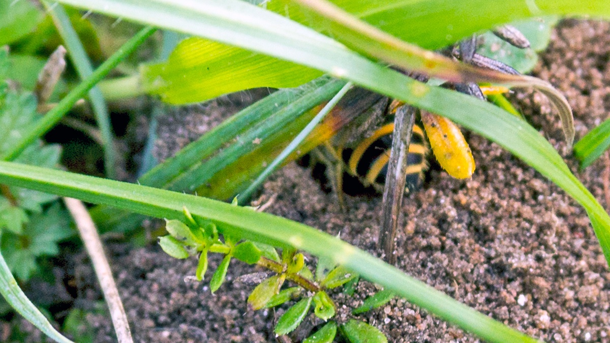 Ivy Bee [Colletes hederae]