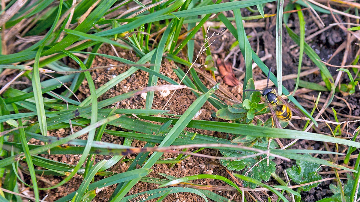 Common Wasp [Vespula vulgaris]