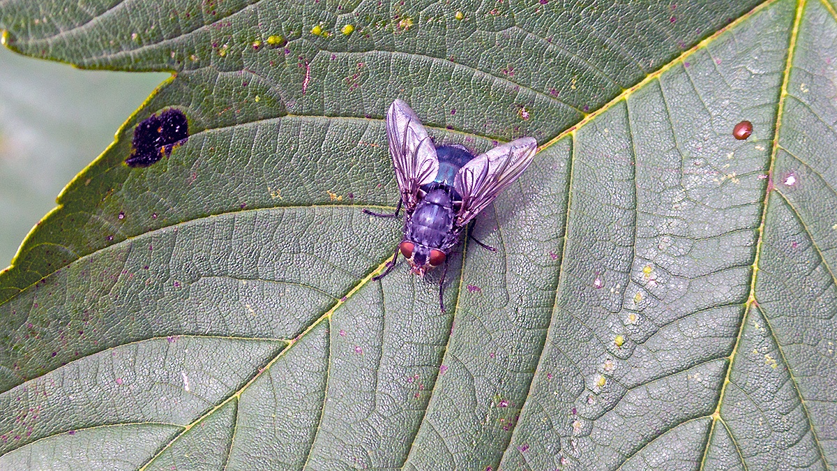 Blue Blowfly [Calliphora vicina]