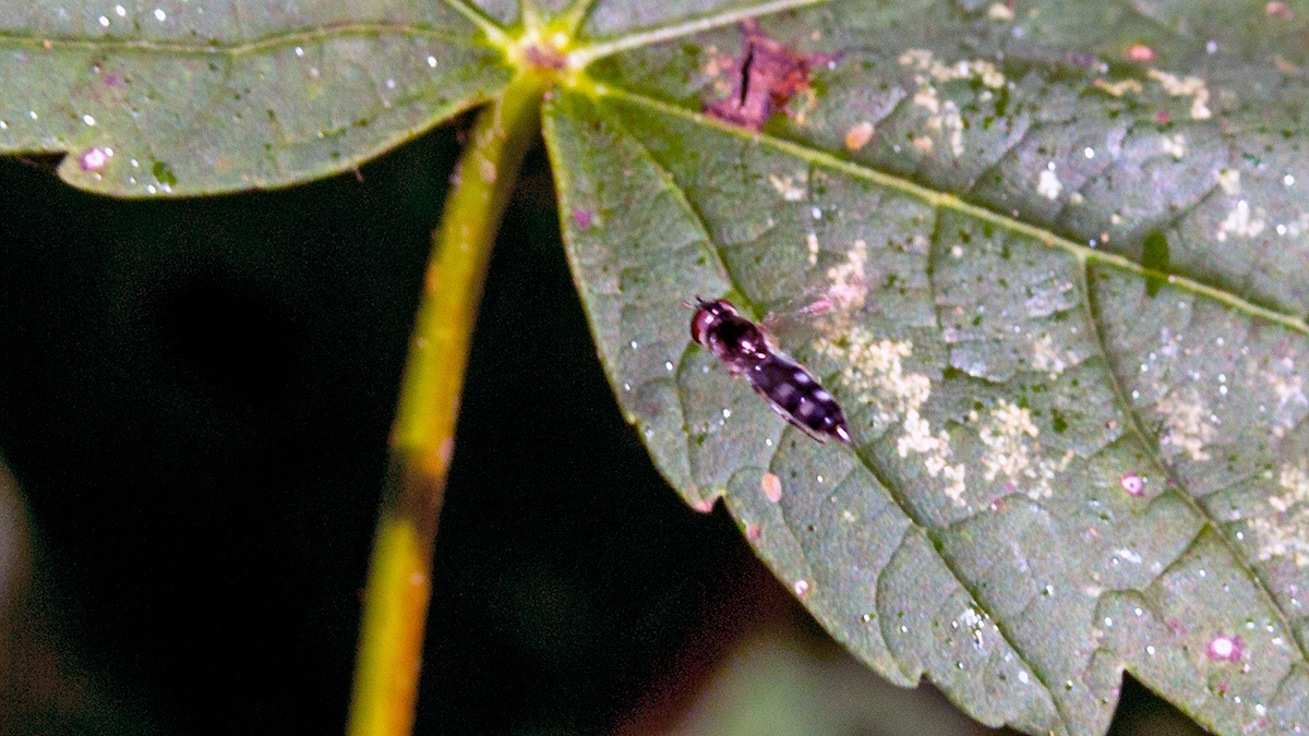 White-footed Hoverfly [Platycheirus albimanus]