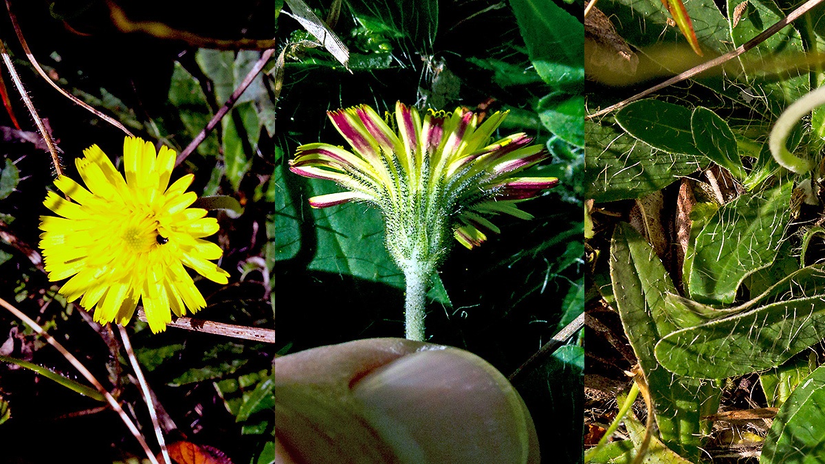Mouse-ear Hawkweed [Pilosella officinarum]