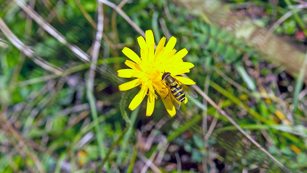 Common Banded Hoverfly  [Syrphus ribesii]