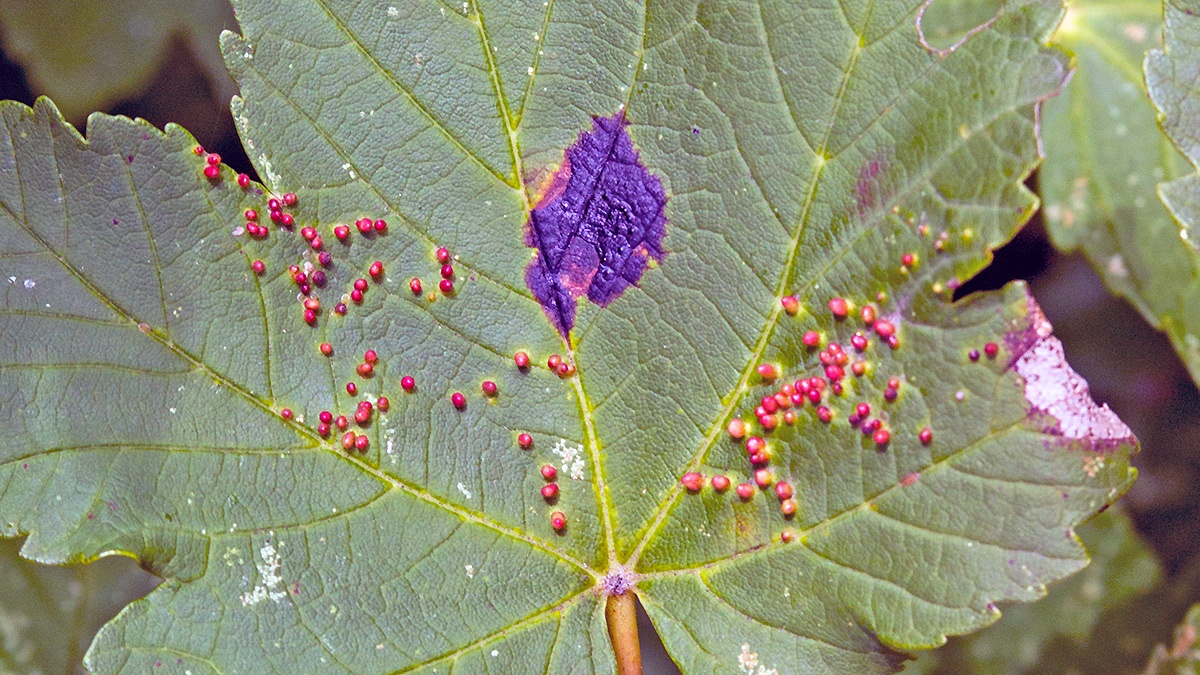 Tar Spot [Rhytisma acerinum] and Sycamore Gall Mite [Aceria cephalonea]