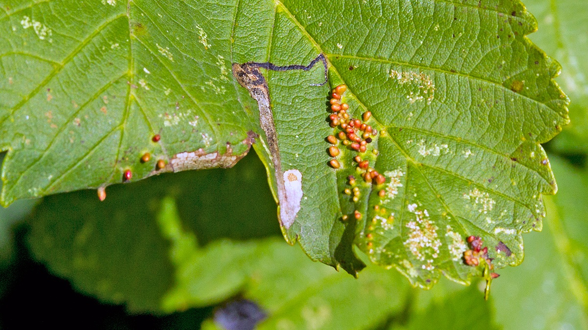 Sycamore Gall Mite [Aceria cephalonea] and Stigmella? sp. leaf mine