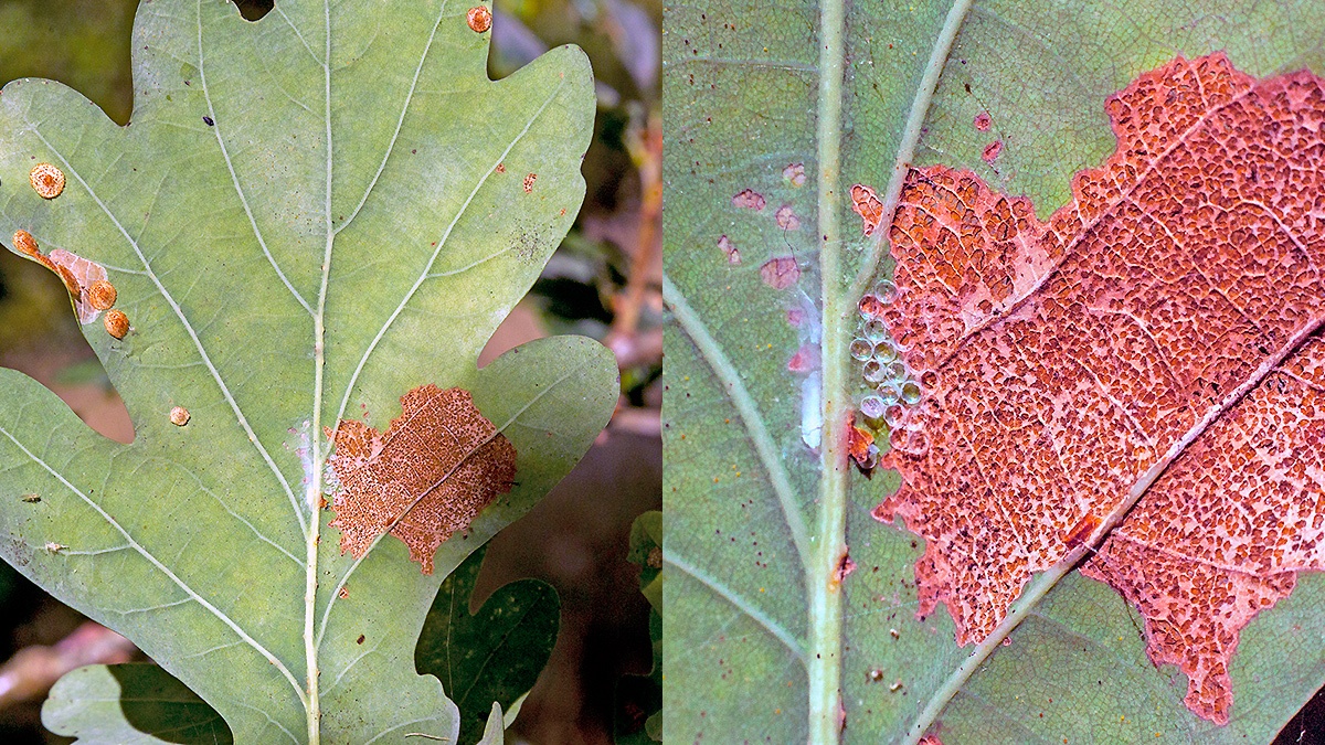 Oak Longhorn [Carcina quercana?]