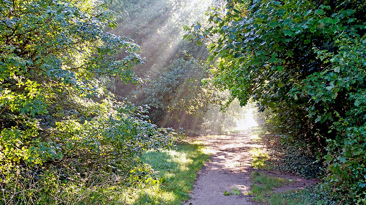 Early morning sun on Banstead Downs