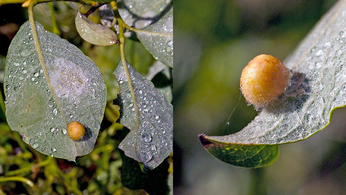 Willow Gall Sawfly [Euura pedunculi]
