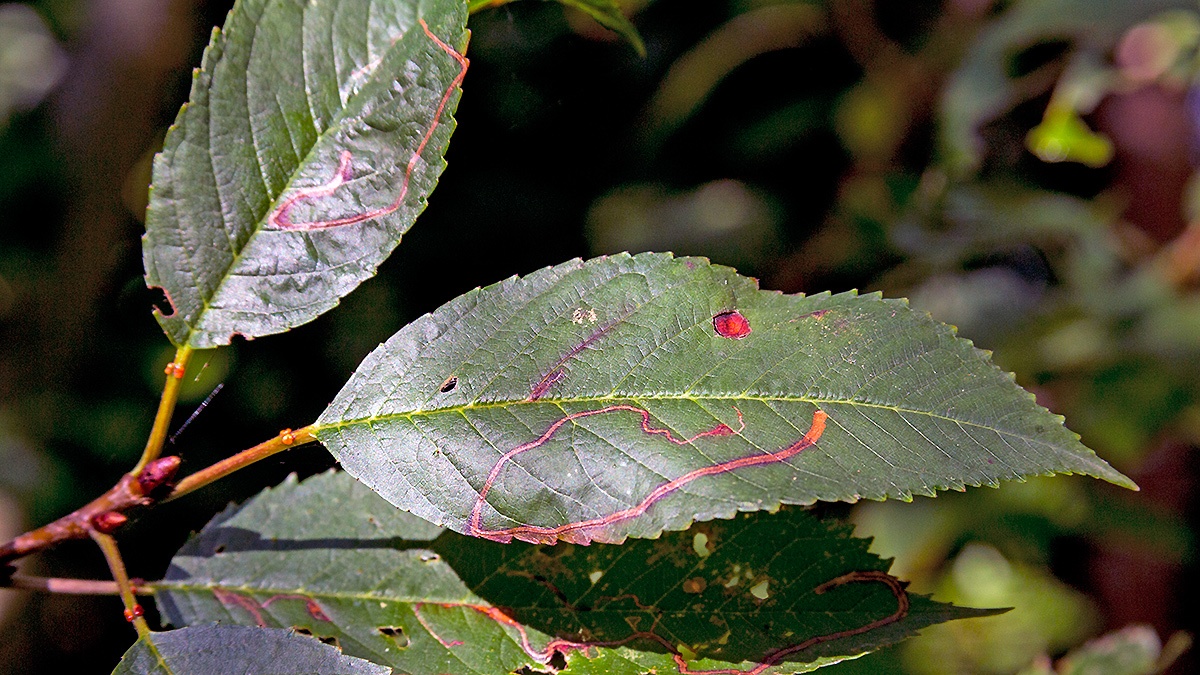 Apple Leaf Miner [Lyonetia clerkella?]