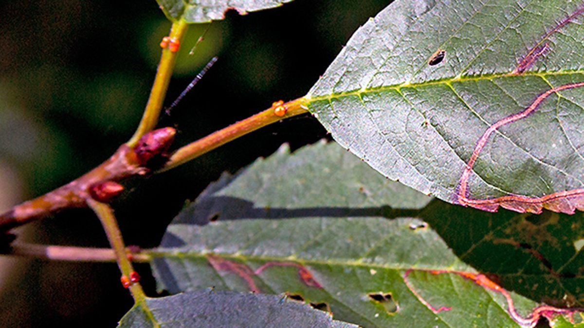 Wild Cherry [Prunus avium]