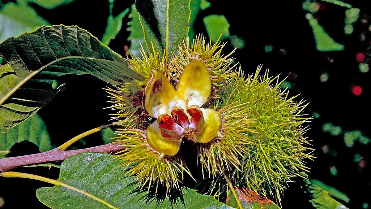 Sweet Chestnut [Castanea sativa]