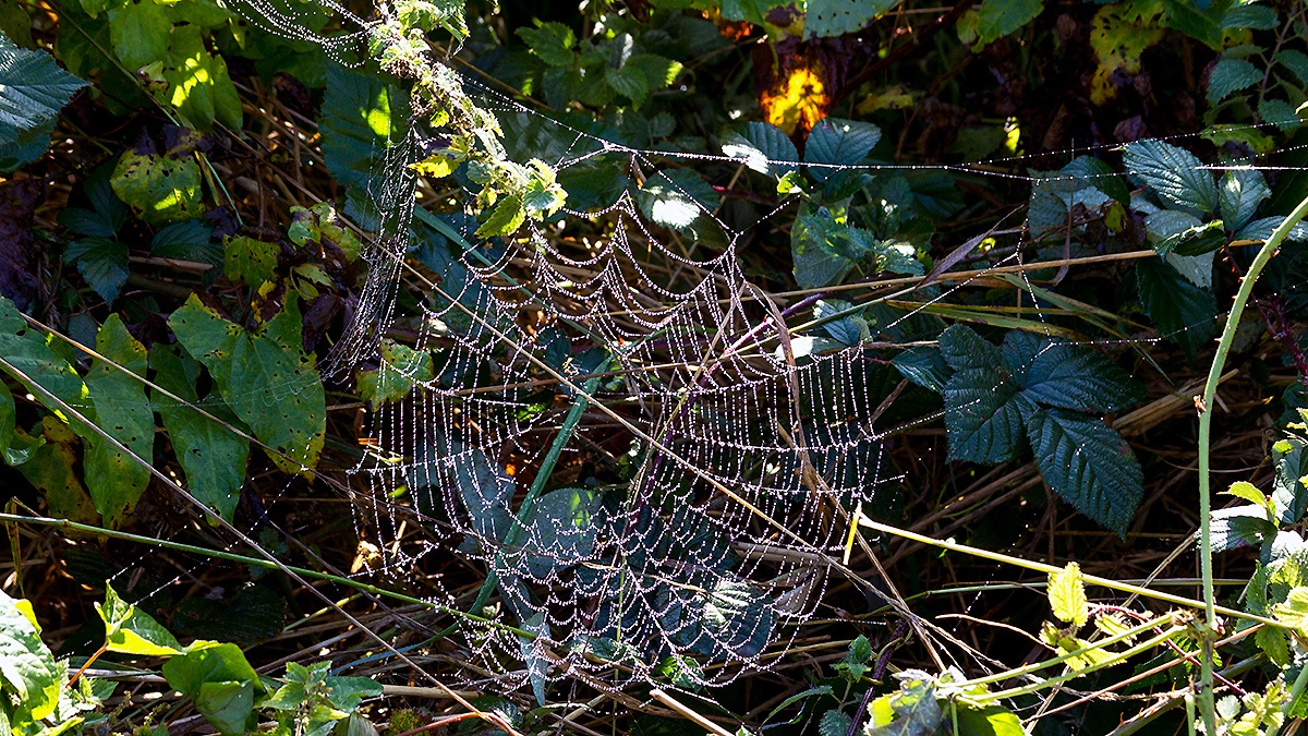 Dew festooned spider web on Banstead Downs