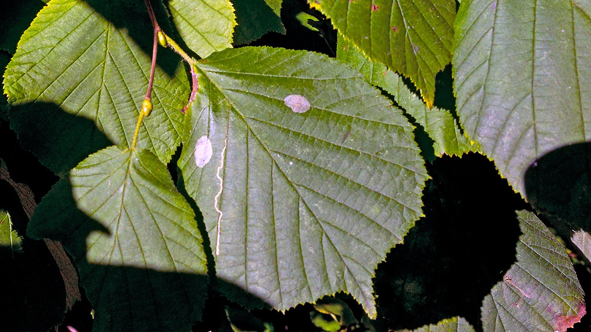 Nut Leaf Blister Moth [Phyllonorycter coryli]