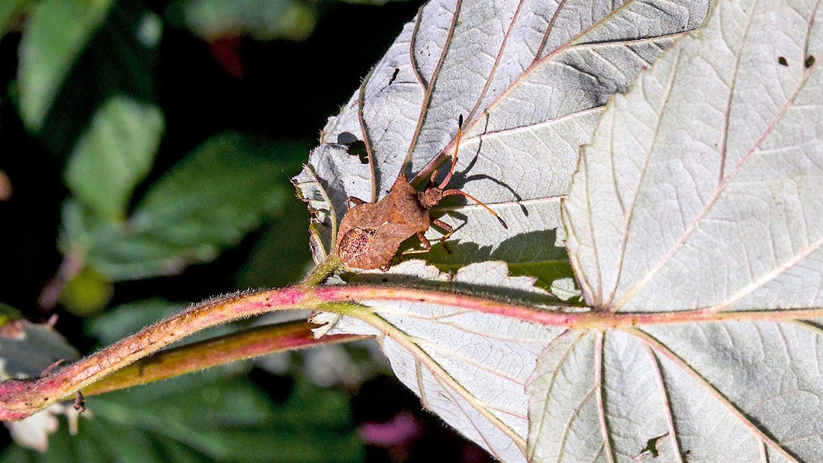 Dock Bug [Coreus marginatus]