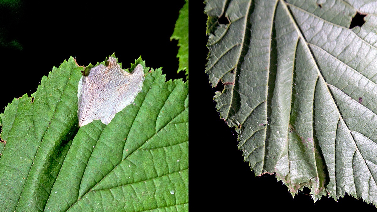 Nut Leaf Blister Moth [Phyllonorycter coryli?]
