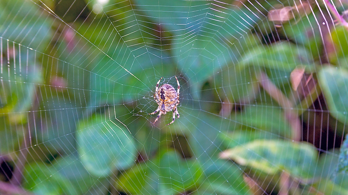 European Garden Spider [Araneus diadematus]