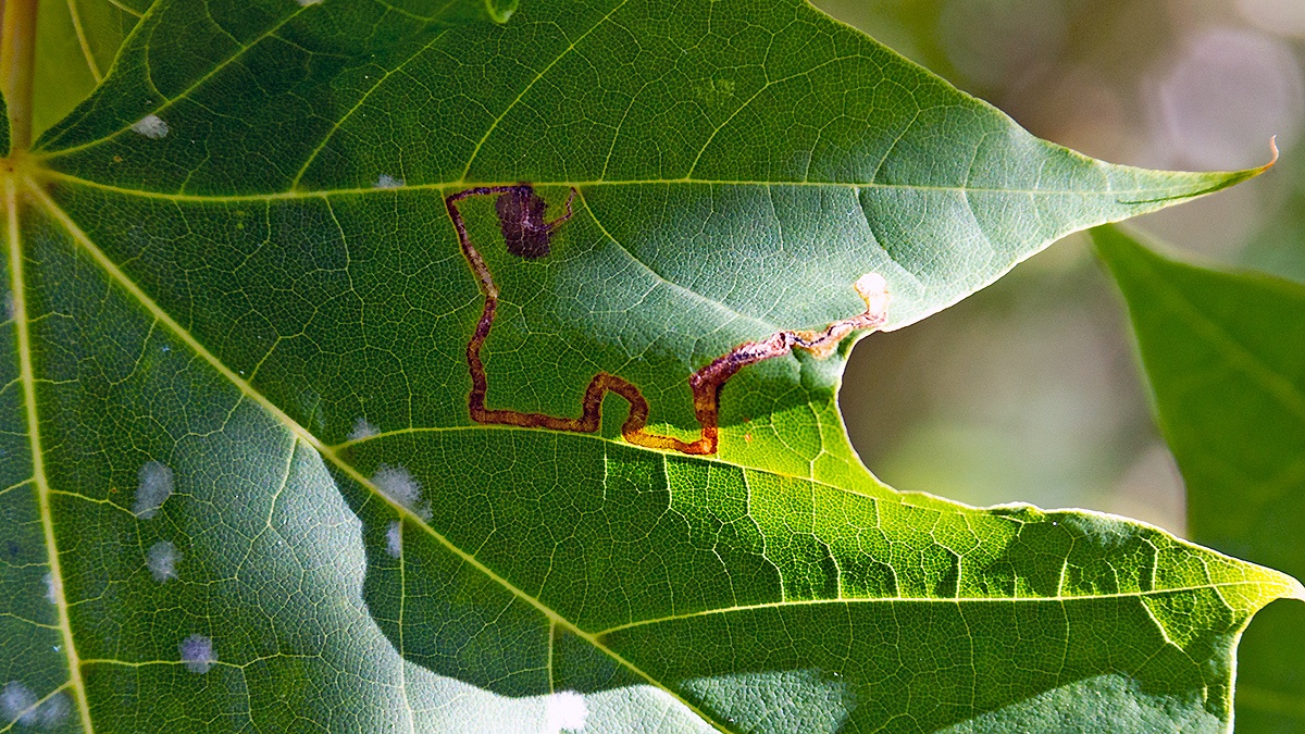 Maple Dot [Stigmella aceris?]