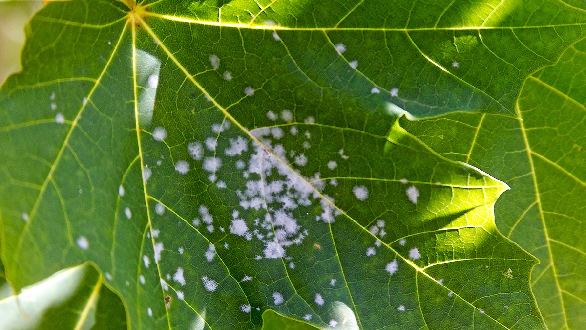 powdery mildew [Sawadaea sp.?]