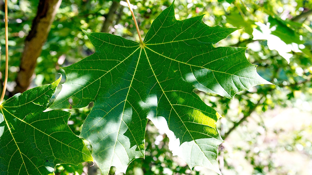 Norway Maple [Acer platanoides]