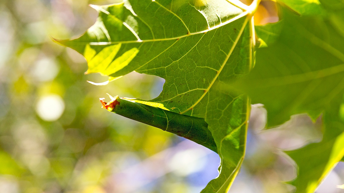 Maple Stilt [Caloptilia semifascia?]