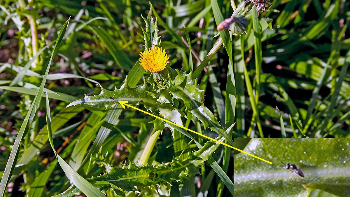 Prickly Sow-thistle [Sonchus asper]