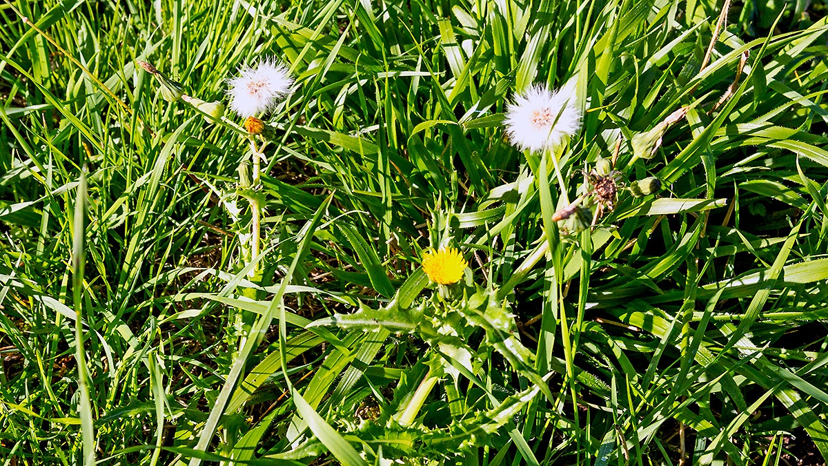 Prickly Sow-thistle [Sonchus asper]
